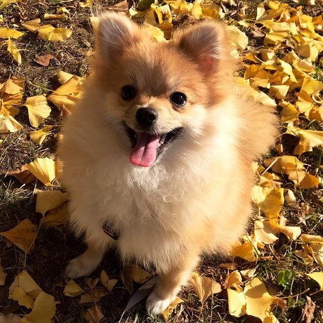 落ち葉とポメラニアンのぷーちゃん