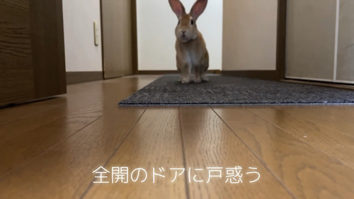 起こしに行くウサギ