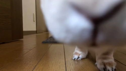 ご挨拶したウサギ