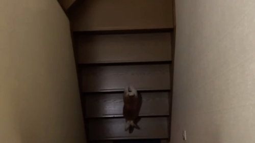 スピードが速いウサギ