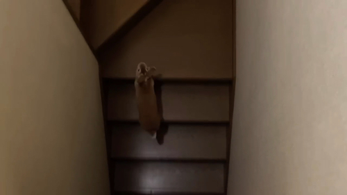 再度起こしに来たウサギ