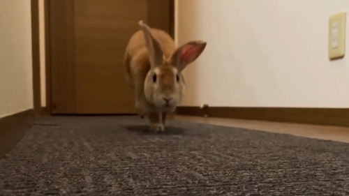 急いで戻るウサギ