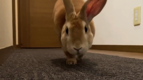 お父さんのところに行くウサギ