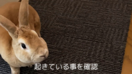 確認するウサギ