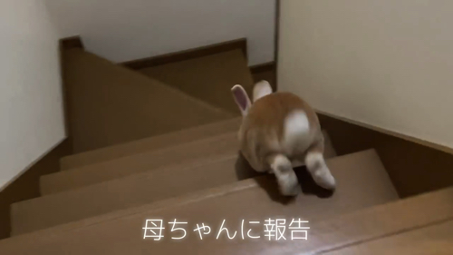 角度をせめるウサギ