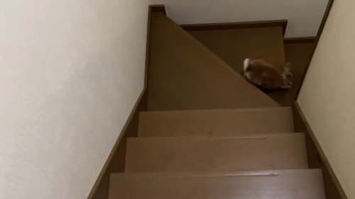 突っ込んでいくウサギ