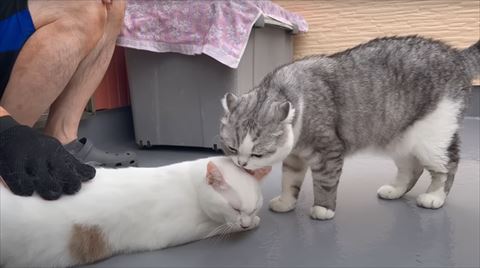 グルーミング兄弟アップ