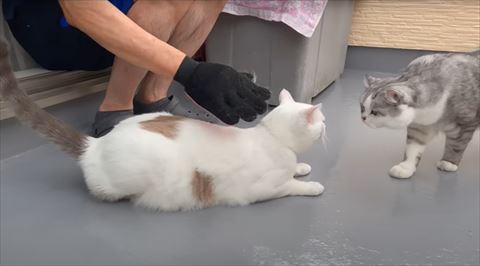 近づいてくる兄猫