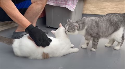 首元なめる兄猫