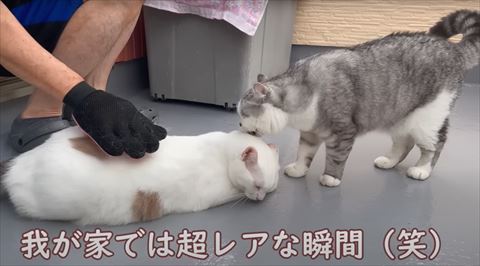 レアな光景テロップ