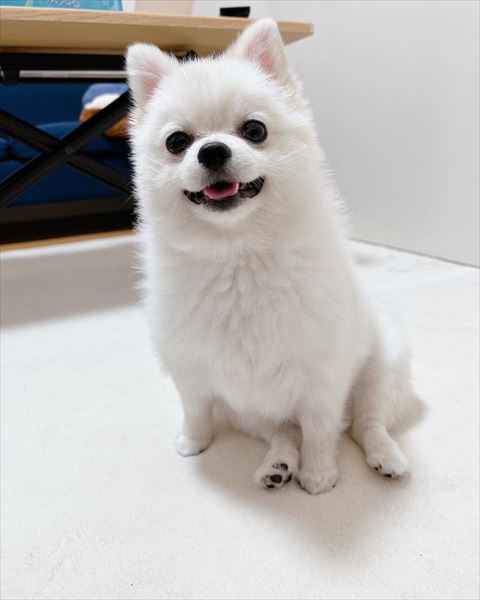 おねぇすわり