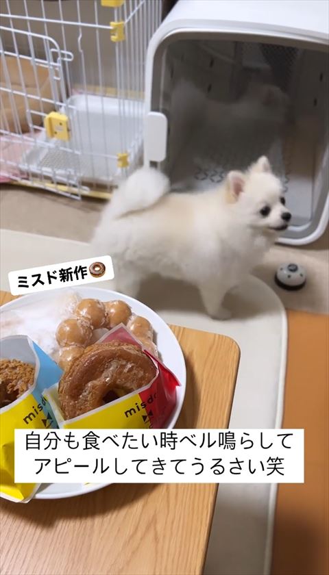 どこか見てるワンコ