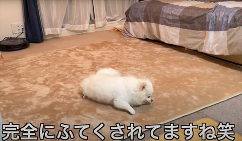 ふてくされてるワンコ