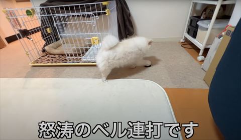 右前足でベルチン