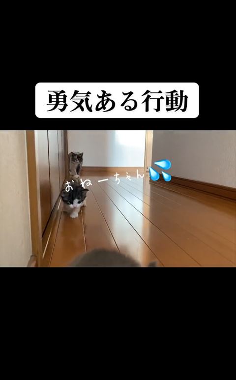 姉猫と弟猫