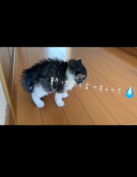 動けないテロップ