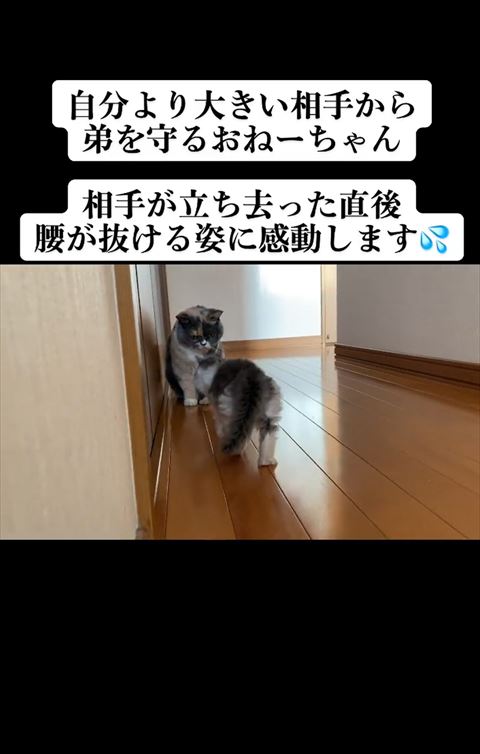 先住猫に近づく子猫