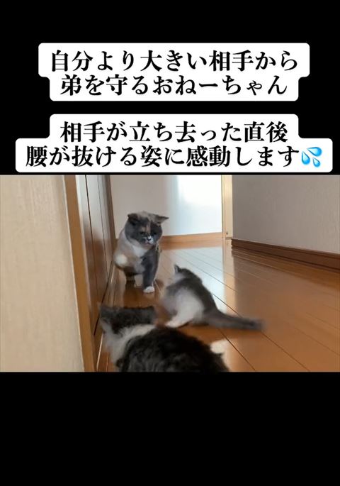横たわる子猫