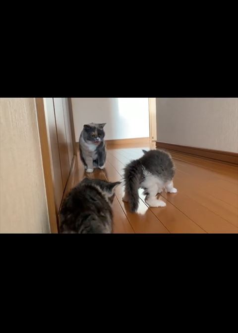 威嚇する子猫