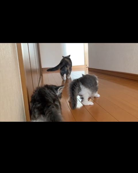 立ち去る先住猫の後ろ姿