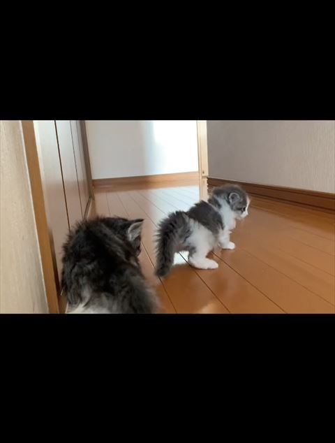 呆然とする子猫横から