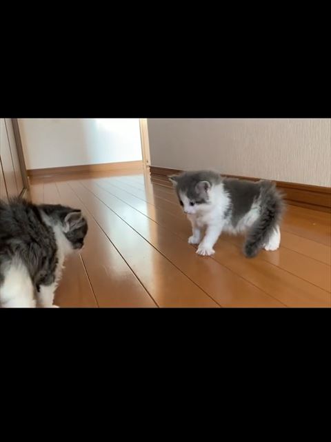 呆然とする子猫顔良く見える
