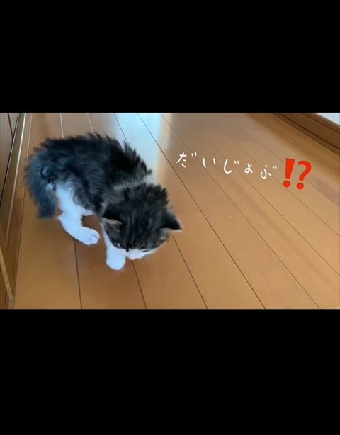 だいじょうぶテロップ