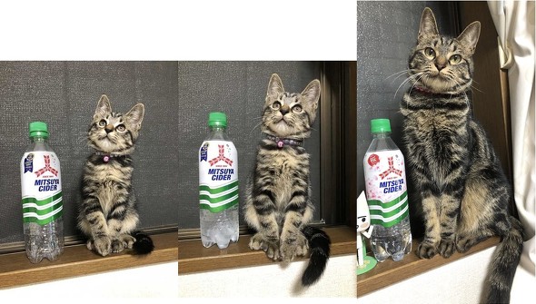 猫クイズのビフォーアフター