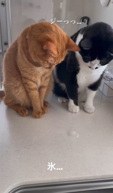 氷を観察する猫ちゃんたち