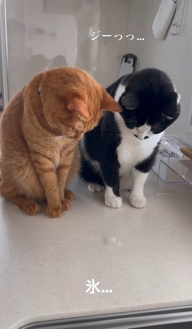 氷を観察する猫ちゃんたち