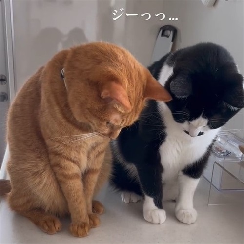 氷を観察する猫ちゃんたち