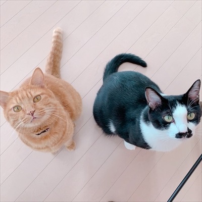 氷を観察する猫ちゃんたち