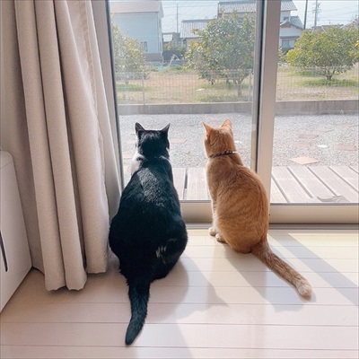 氷を観察する猫ちゃんたち