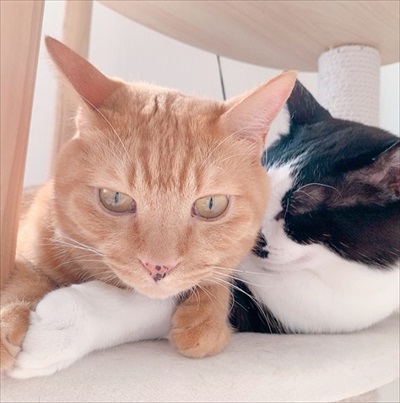 氷を観察する猫ちゃんたち