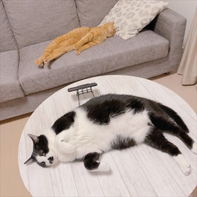 氷を観察する猫ちゃんたち
