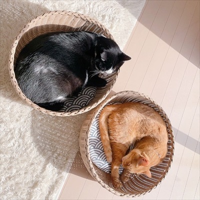 氷を観察する猫ちゃんたち
