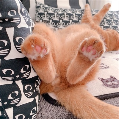 氷を観察する猫ちゃんたち