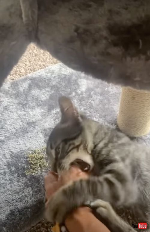 キャットニップが大好きな子猫
