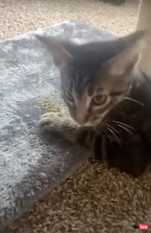 キャットニップが大好きな子猫