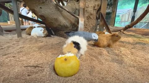 モルモットの後ろ歩いてるインコ