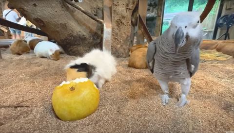 モルモットの横に並ぶヨウム