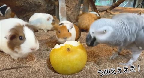 うめぇテロップ