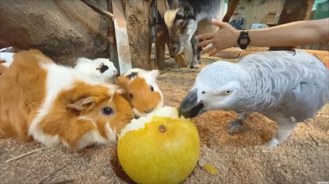 動物たちのハグ