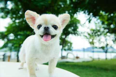 外にいるワンコ