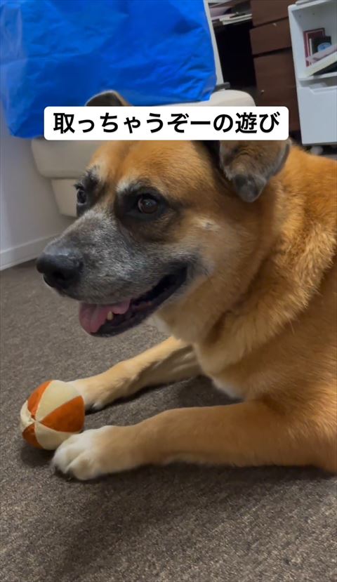 ボールとワンコ