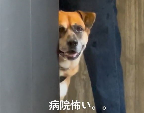 ワンコ遠くからアップ