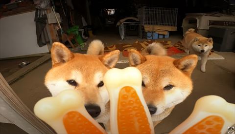 おもちゃの匂いかぐ2匹