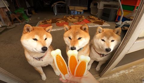 おもちゃを見る3匹