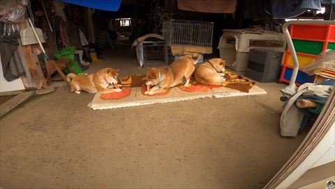 かじっている3匹