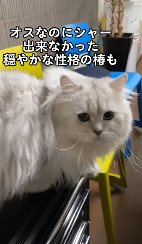 椿くん真顔